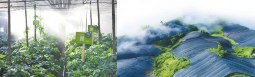 文山三七红，声命正澎湃｜云南白药气血康K歌总决赛热力来袭