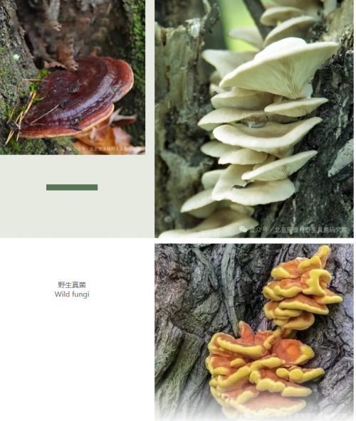 中国药用真菌研究综述