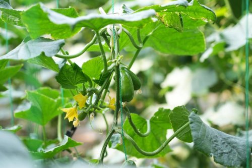 深化数字技术应用 马连道村释放便民数字红利 深化数字技术应用 马连道村释放便民数字红利