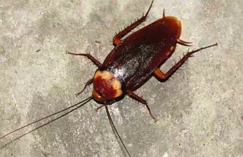 2025灭蟑螂最好的蟑螂药推荐，楼房有蟑螂怎么样才能彻底去除