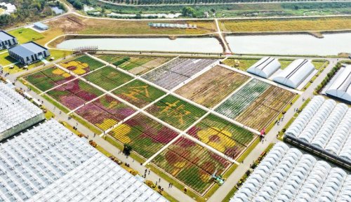 花事告一段落，秋意留在全椒 ——全椒菊博园首届菊花展 · 收官记