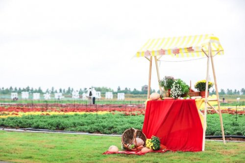 花事告一段落，秋意留在全椒 ——全椒菊博园首届菊花展 · 收官记