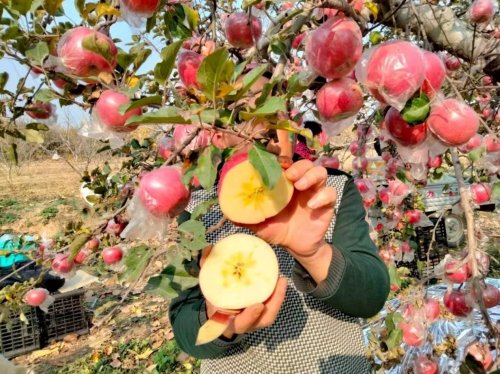 小苹果干出大事业 乡村振兴谱新篇