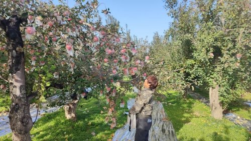 小苹果干出大事业 乡村振兴谱新篇