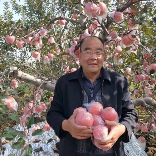 小苹果干出大事业 乡村振兴谱新篇