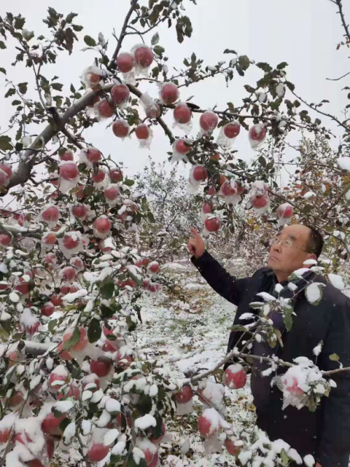 小苹果干出大事业 乡村振兴谱新篇