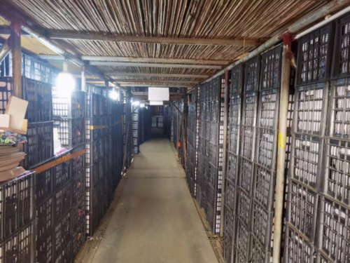 小苹果干出大事业 乡村振兴谱新篇