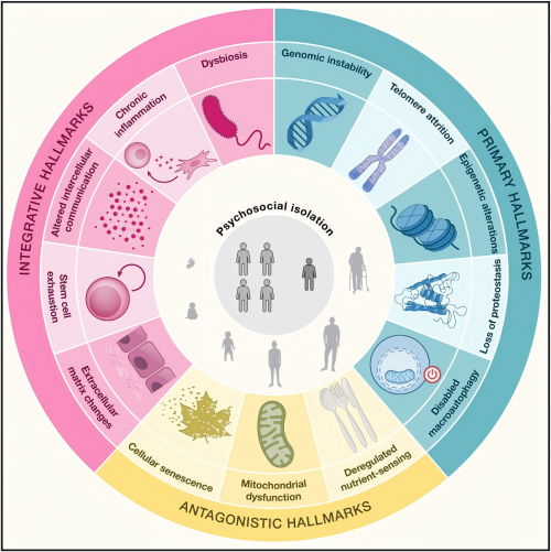 升维药械“生态赋能”新战略华熙生物引领“系统抗衰”新时代