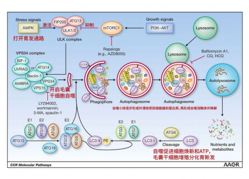 AquaKine 诗雅铂肽 & Remeanagen 芮美安纳金：从生态到毛囊，全链路生发方案