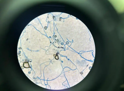 洗内裤的洗衣机推荐哪个牌子?颜值高、性能强的十大内裤洗衣机!