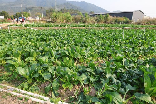 山水润菜心 连州藏清甜