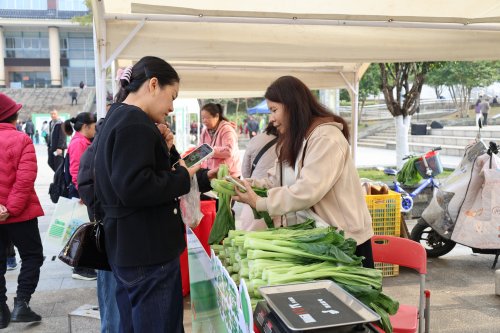 山水润菜心 连州藏清甜