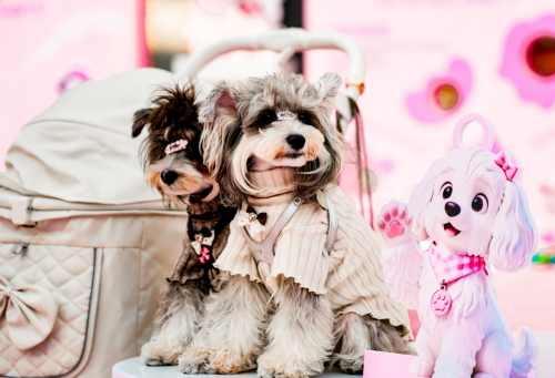萌宠经济升温，杉杉奥莱如何将“毛孩子”变成新流量？