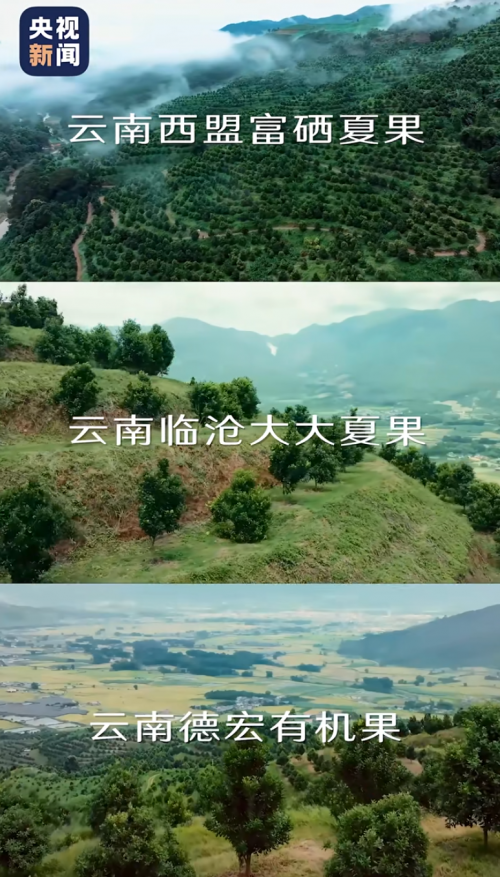 央视新闻溯源云南夏威夷果,探寻良品铺子助力乡村振兴的“坚果密码” 央视新闻溯源云南夏威夷果,探寻良品铺子助力乡村振兴的“坚果密码”