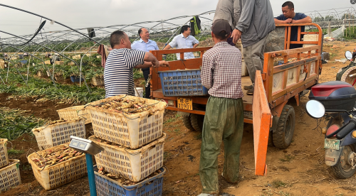 北部湾农场公司现代设施农业“点石成金”的密码