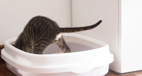 2026 猫砂测评第一期：新手猫砂怎么选？膨润土 vs 豆腐砂 vs 混合砂性价比实测