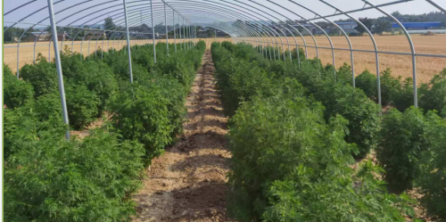 青蒿新研究：痘肌免疫调节是突破“治标”困局新途径