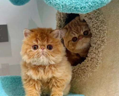 2026年1月高性价比猫砂实测：产品数据报告解读分析