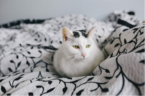 猫粮哪个牌子口碑好质量好？2026最新安全有营养猫粮榜单出炉