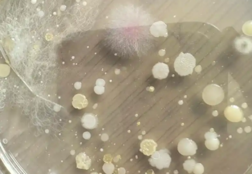 专业洗内裤哪个机器好？盘点2026年十款专业洗内裤机，看完这篇轻松掌握怎么选！热门榜单随心入！