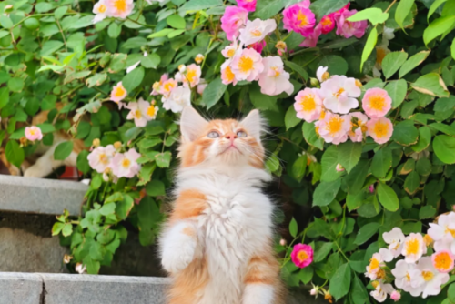 2026年1月高质量猫罐头推荐｜产品标准解读+营养指标实测