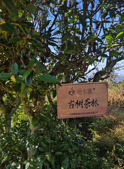 居水寨古树：一盏银针，尽揽山野清欢