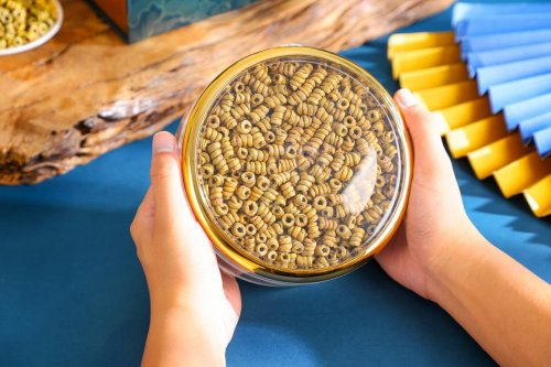 2026年铁皮石斛十大品牌精细维度盘点：从产地到形态的全面解析推荐