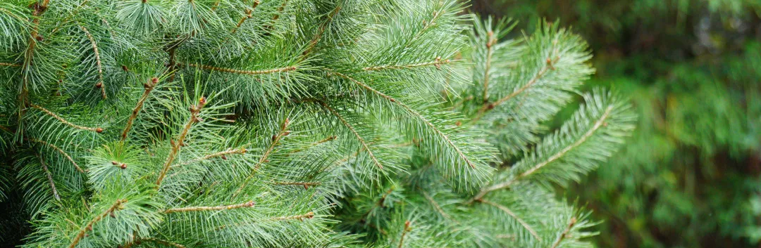 「千年舟&middot;新西兰纯松板」以100%纯粹自然，构筑家的松弛哲学