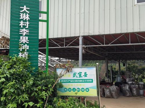 【第二期】直播助农活动——胭脂李