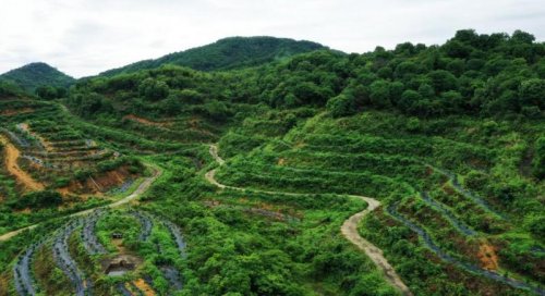 巾帼兴农志 硕果耀强国|刘丽贞:一位女企业家的农业强国担当