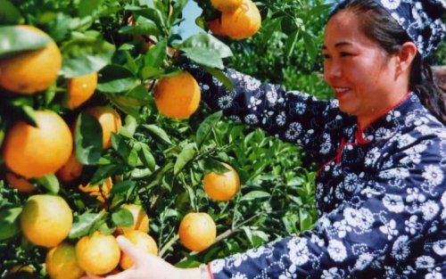 巾帼兴农志 硕果耀强国|刘丽贞:一位女企业家的农业强国担当