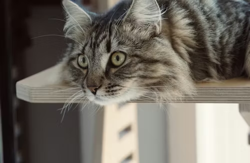 2026年10大高标准猫粮榜单!国产粮 vs 进口粮怎么选?