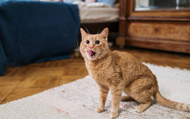 哪个品牌的猫粮好？盘点国产十大放心猫粮品牌排行榜