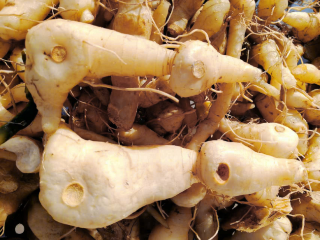 年货新风尚:喜蕈健康礼成为春节送礼“硬通货” 年货新风尚:喜蕈健康礼成为春节送礼“硬通货”