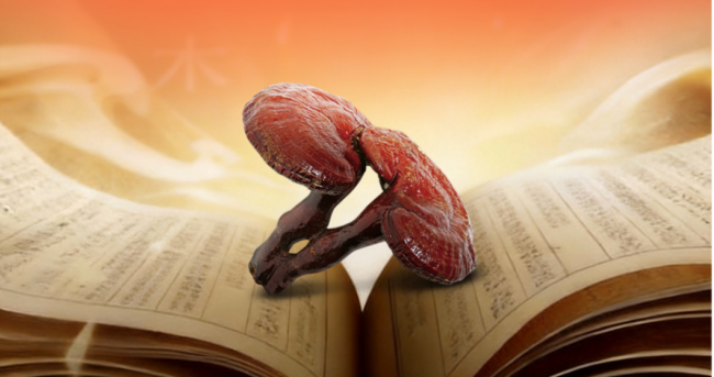 年货新风尚:喜蕈健康礼成为春节送礼“硬通货” 年货新风尚:喜蕈健康礼成为春节送礼“硬通货”