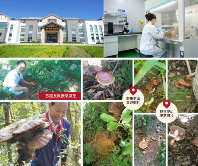 年货新风尚:喜蕈健康礼成为春节送礼“硬通货” 年货新风尚:喜蕈健康礼成为春节送礼“硬通货”