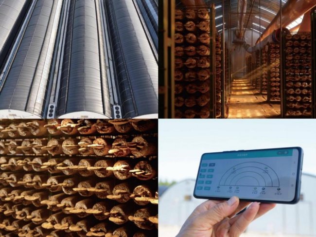 年货新风尚:喜蕈健康礼成为春节送礼“硬通货” 年货新风尚:喜蕈健康礼成为春节送礼“硬通货”