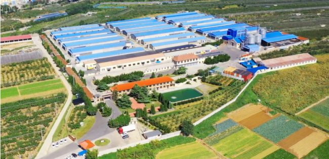 《营养强化灭菌鸡蛋团体标准》发布 中国蛋品行业实现阶梯式跨越