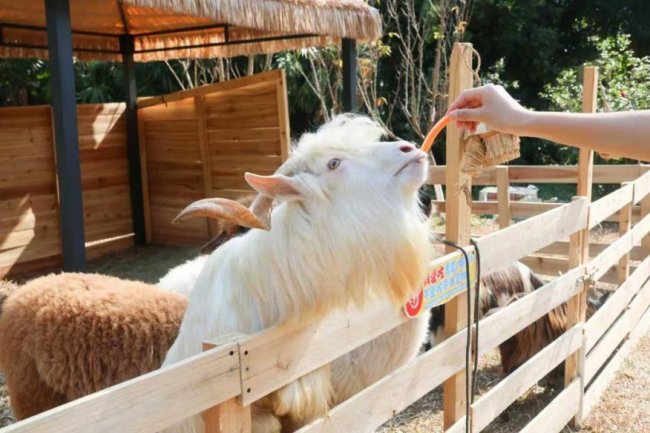 圆明新园春节再掀国风热潮！“国潮梦华纪”昼夜双景，将于正月初一焕新启幕