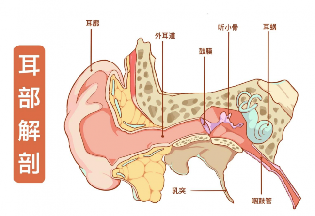 什么材质的挖耳勺好？挖耳勺最好的牌子，十大品牌挖耳勺排名第一