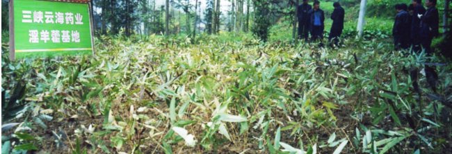扎根库区中药沃土:三峡云海药业以资源基底筑就中医药产业可持续之路 扎根库区中药沃土:三峡云海药业以资源基底筑就中医药产业可持续之路