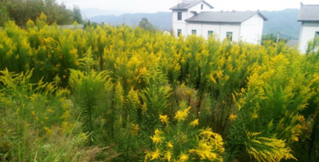 扎根库区中药沃土:三峡云海药业以资源基底筑就中医药产业可持续之路 扎根库区中药沃土:三峡云海药业以资源基底筑就中医药产业可持续之路