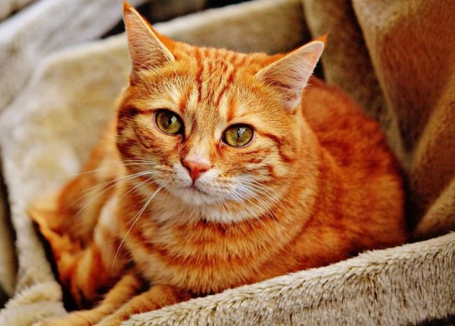 新手/老手都懵的养猫难题！选粮\挑食\混喂一次说清,附猫粮推荐