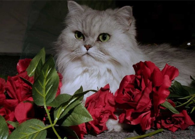 别再乱喂猫了！这5个喂养问题，90%铲屎官都问过，附猫粮品牌排名