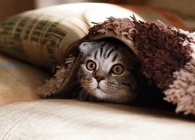 布偶猫怎么喂？猫粮能混吃吗？5大疑问一次性解答！附猫粮推荐