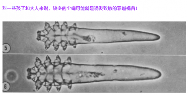 家用除螨仪哪款性价比高？美的除螨仪哪一款性价比高质量好？公认性价比最高的十大家用除螨仪推荐，最新测评