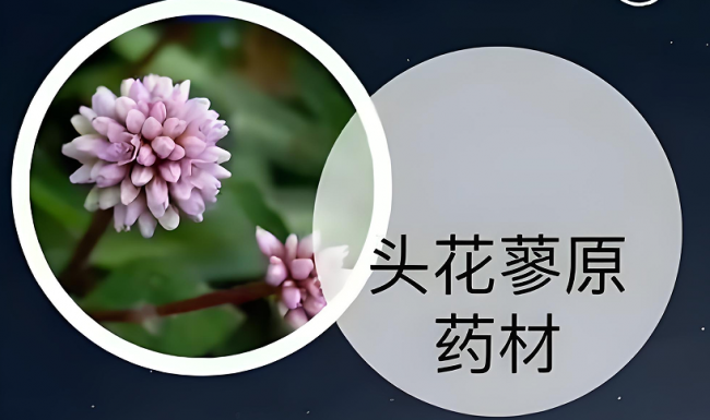 �����Ⱦ�����ҳ�ҩ�ˣ����������vs����Ƭһ�Ľ���