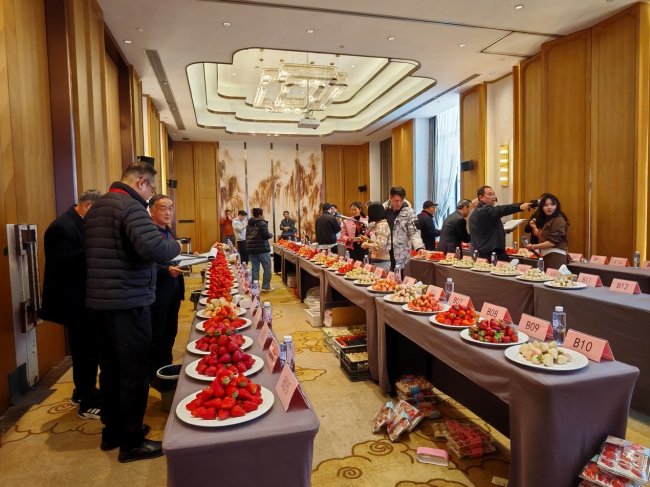 重启·遇见！2026草莓品牌大会盛大开幕，引领产业高质量发展新风向