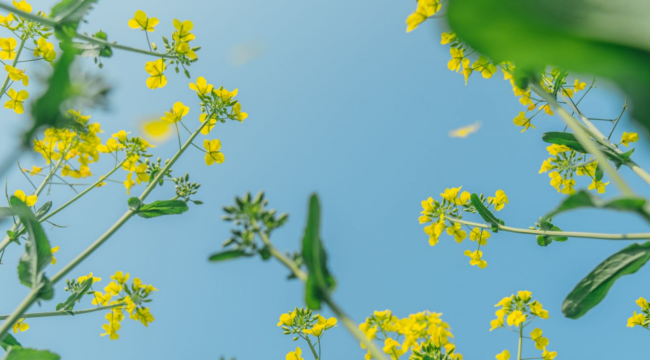 乌镇好不好？看完这份春日赏花路线再决定