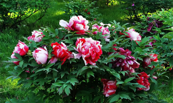 以花为媒，龙池牡丹引领“牡丹大健康产业”新赛道